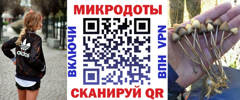 Псилоцибиновые грибы Psilocybe  Купить где  Приволжск 